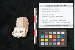 Foto (Objekt + Etikett) von Araucaria oweni Ettingshausen (NHMW-GEO-2024-0188-10112b)